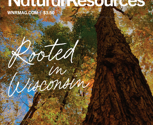 Wisconsin Natural Resources Fall 2023 Magazine Cover - Fall Trees